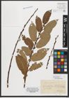 Foto von Salix appendiculata Vill.